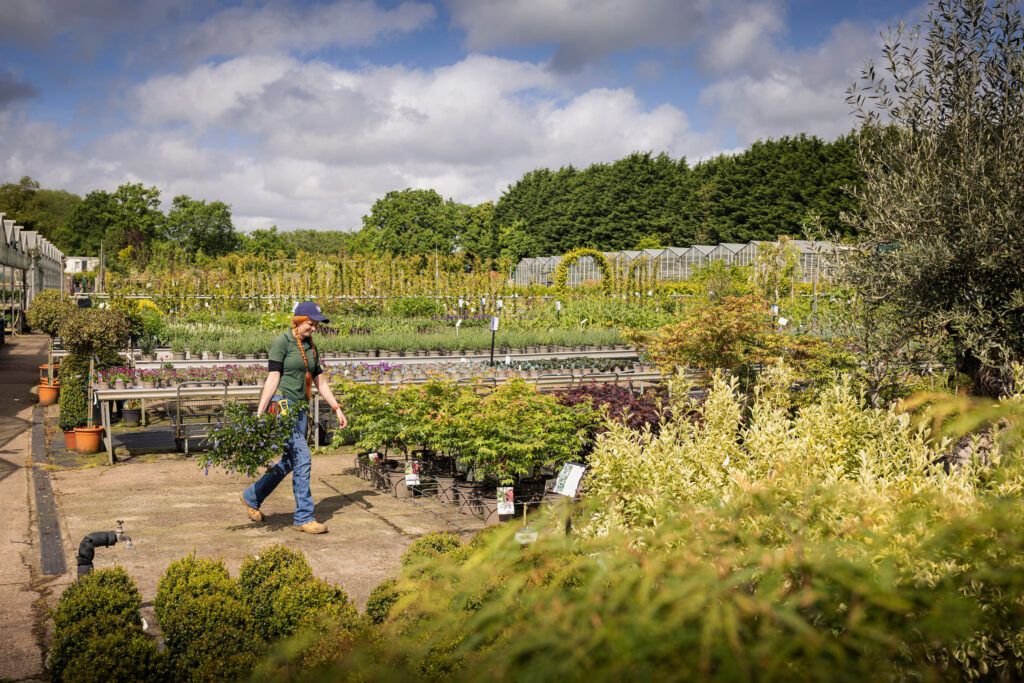 A staff member of Rotherhill Nurseries and Garden Centre in Midhurst walking through a green plant filled area of the centre.